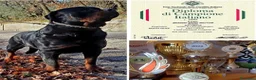 Rottweiler cani per accoppiamento: Rottweiler per monta - Annuncio 38