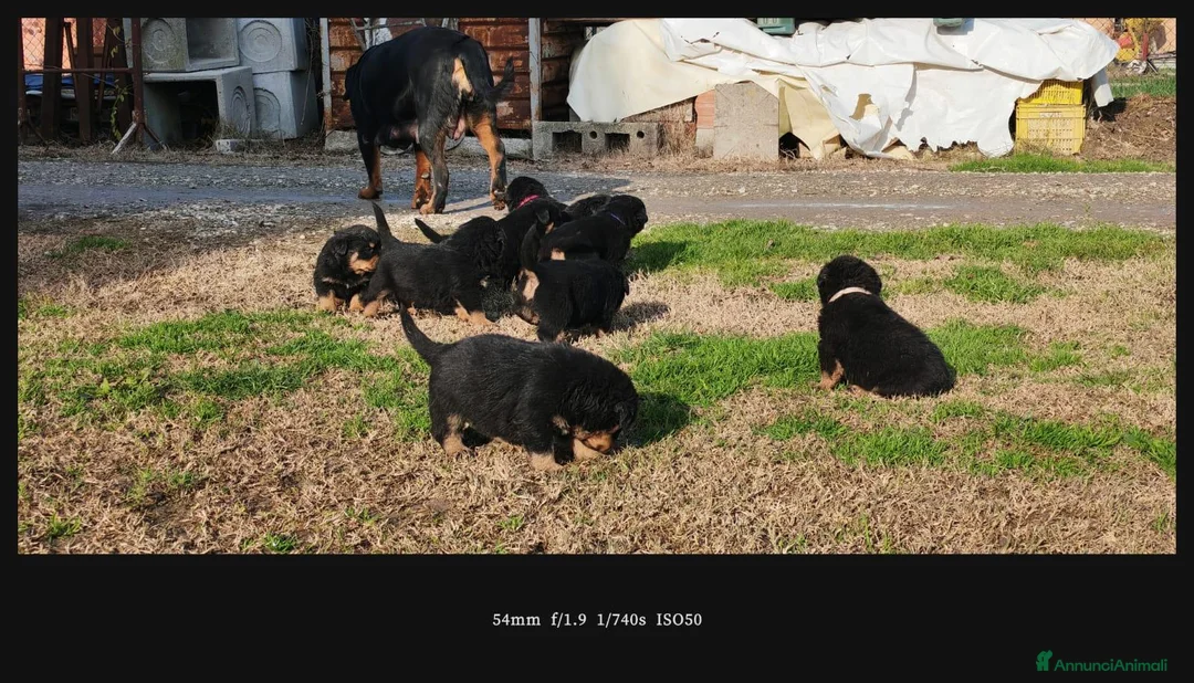 Rottweiler cani in vendita: Rottweiler  a Provincia di Modena - Annuncio 6