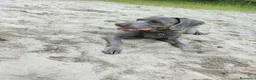 Weimaraner cani in vendita: Weimaraner - Annuncio 2