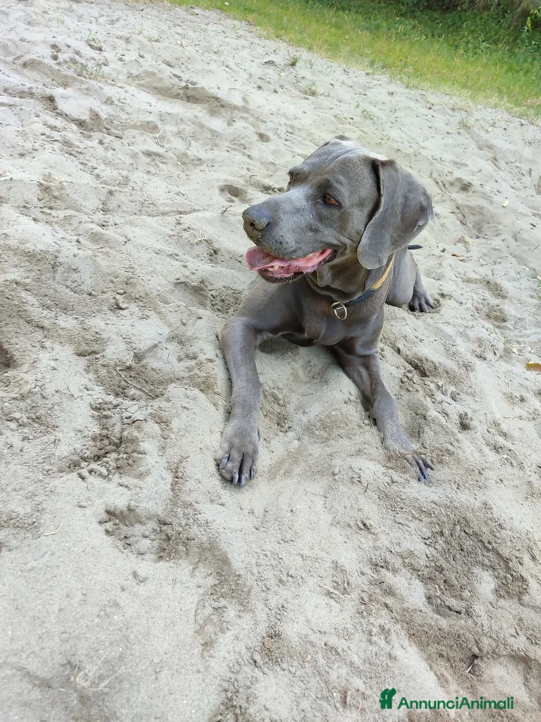 Weimaraner cani in vendita: Weimaraner - Annuncio 2