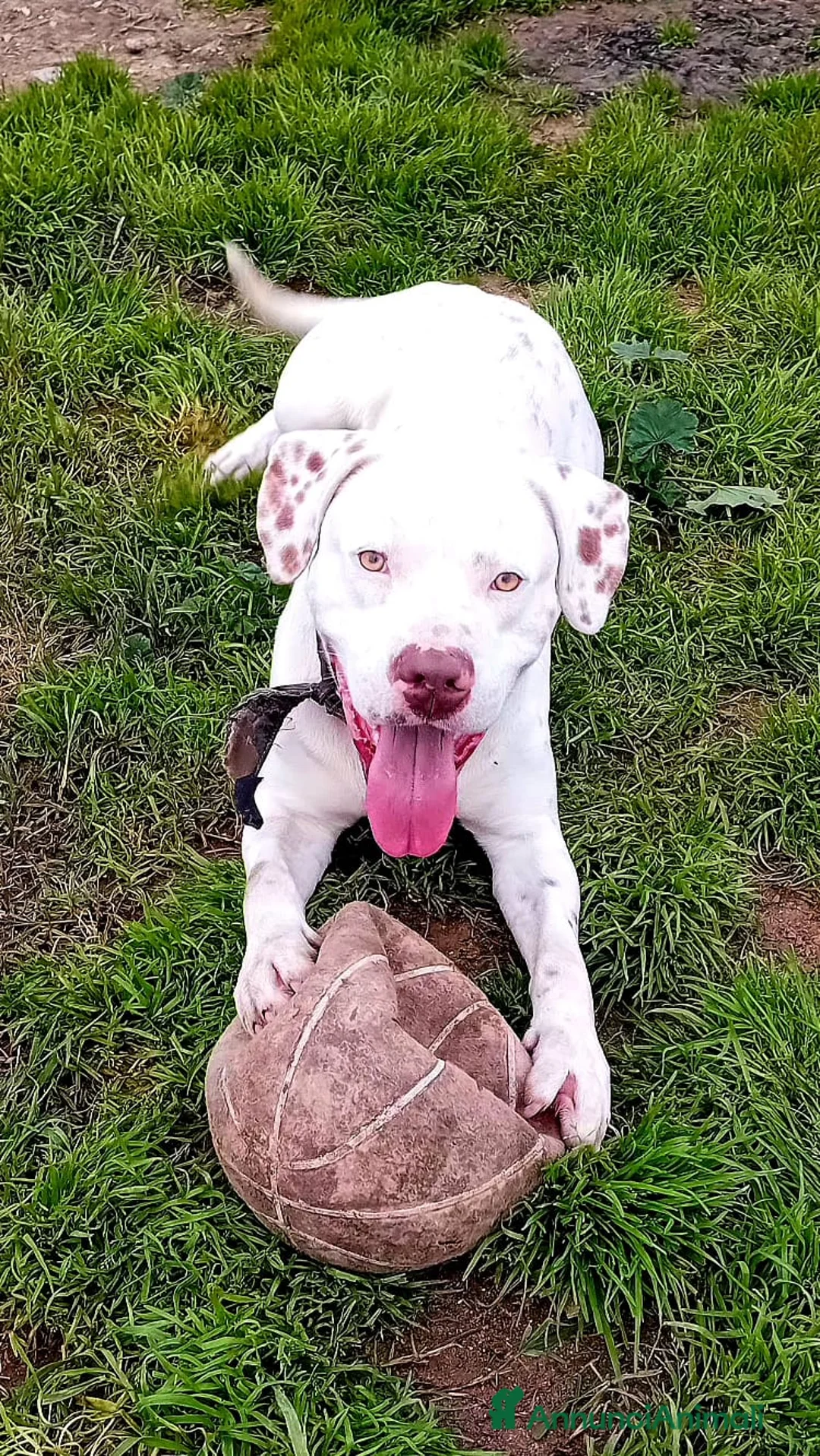 Altre razze cani in regalo: BLANCO  - Annuncio 6