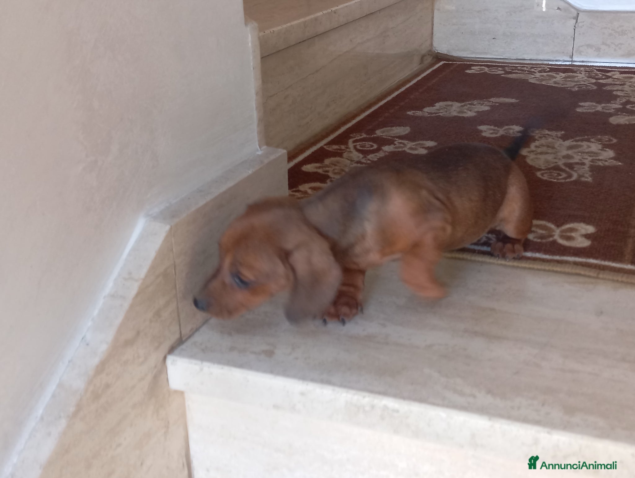 Bassotto cani in vendita: Cuccioli di bassotto - Annuncio 4