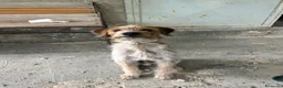 Meticcio cani in regalo: Cane taglia media - Annuncio 3