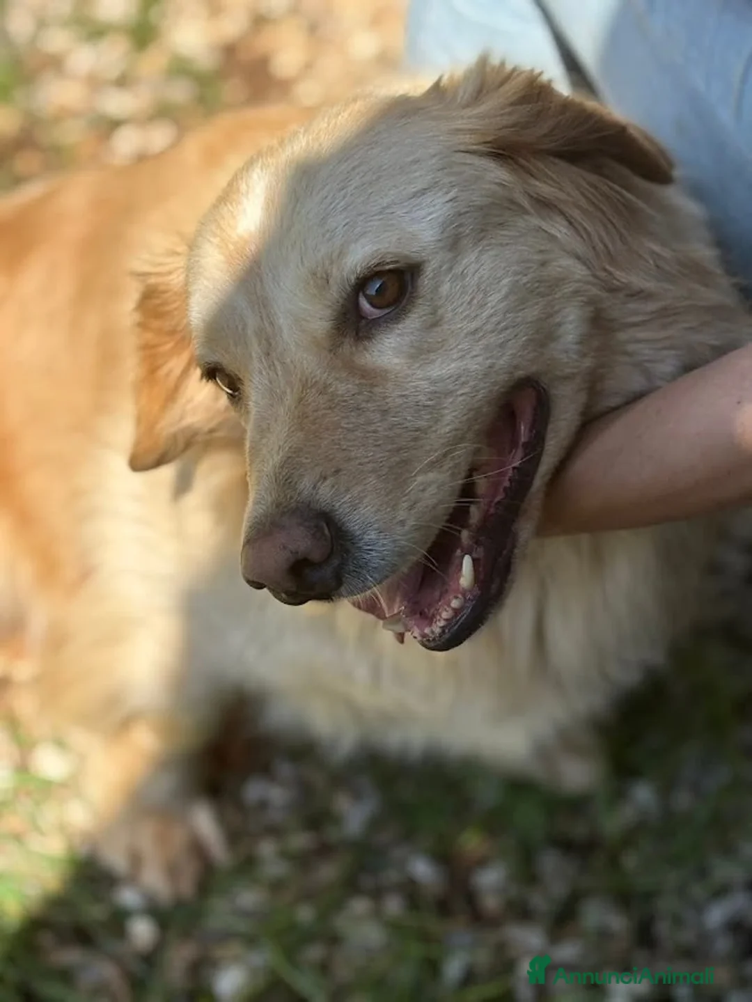 Meticcio cani in regalo: OSCAR bassottone Simil Golden a Città Metropolitana di Bologna - Annuncio 2