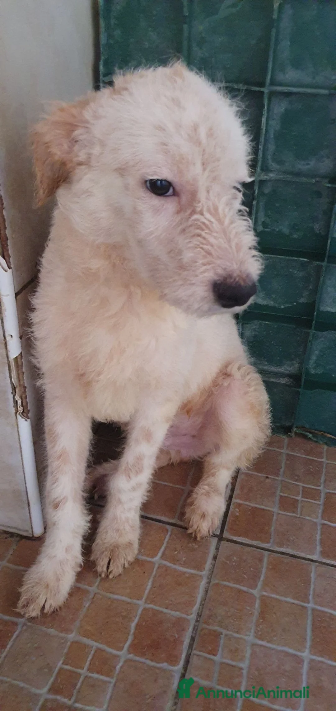 Spinone cani in regalo: George cucciolo di Spinoncino in Canile a Catania - Annuncio 2