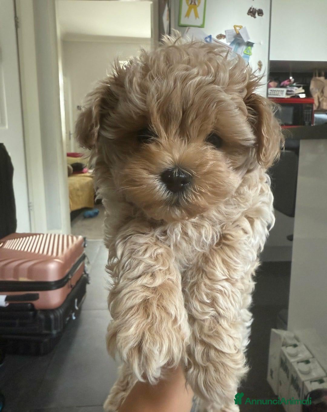 Meticcio cani in vendita: Bellissimi Maltipoo Mini F1 - Annuncio 7
