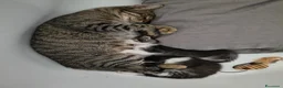 Meticcio gatti in regalo: Gattina - Annuncio 1