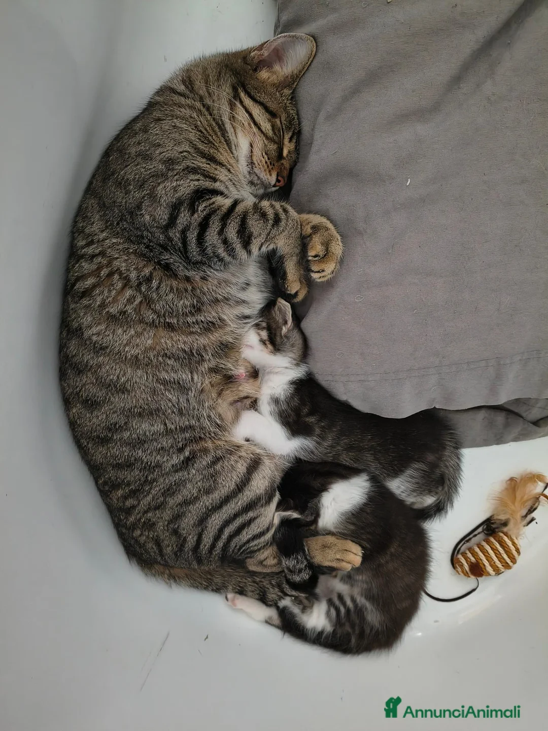 Meticcio gatti in regalo: Gattina - Annuncio 1