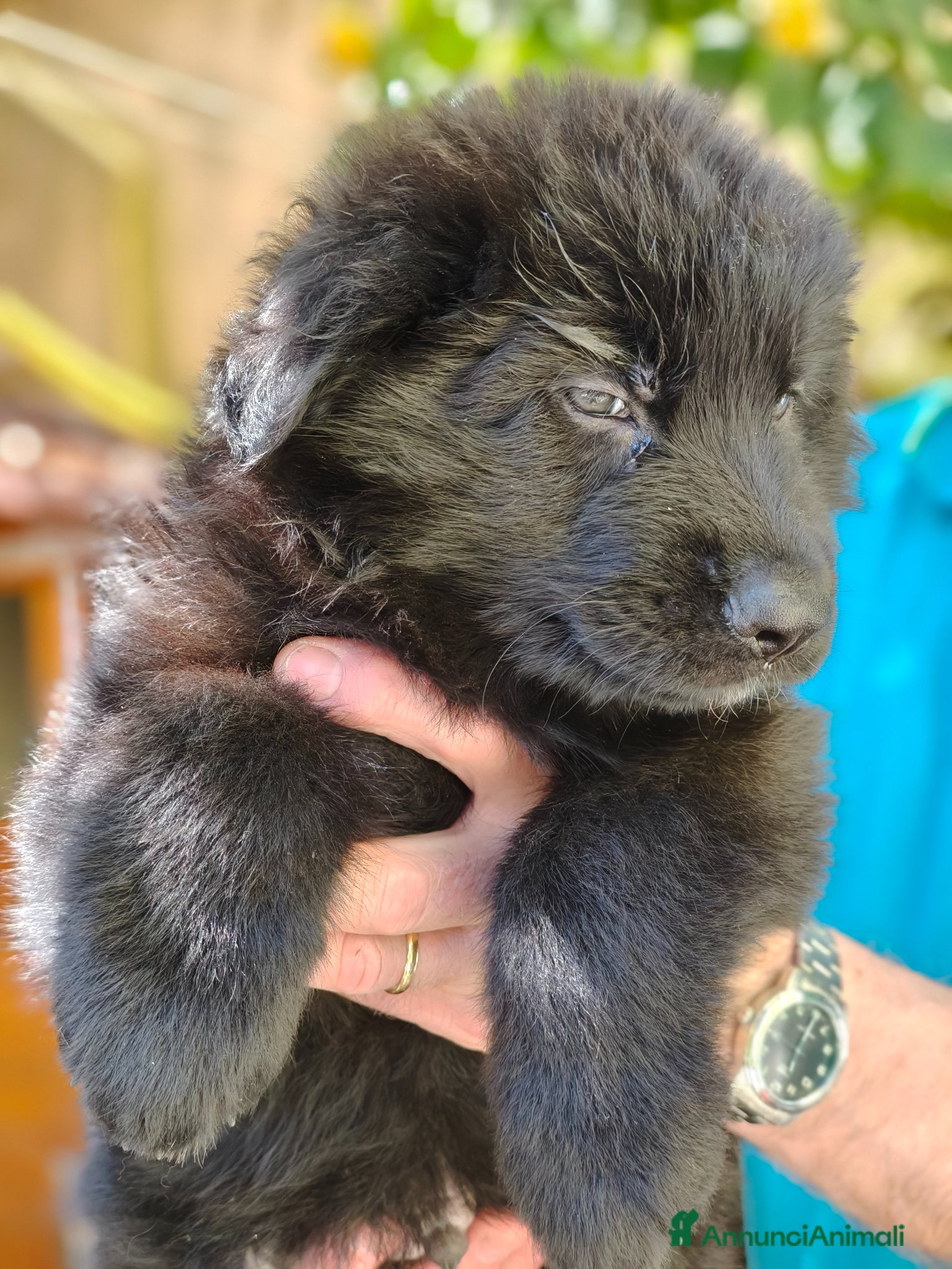 Pastore Tedesco cani Cuccioli Pastore Tedesco Pelo Lungo  - Annuncio 6
