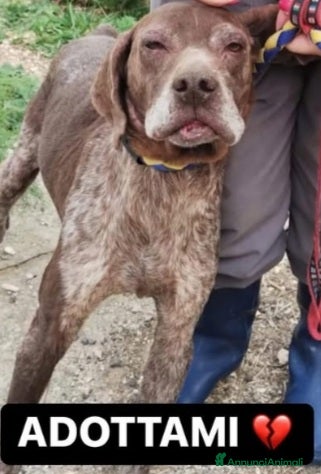 Drahthaar cani Bracco anziano maltrattato mollato SOS X BALTO.SUD a Città metropolitana di Milano - Annuncio 2