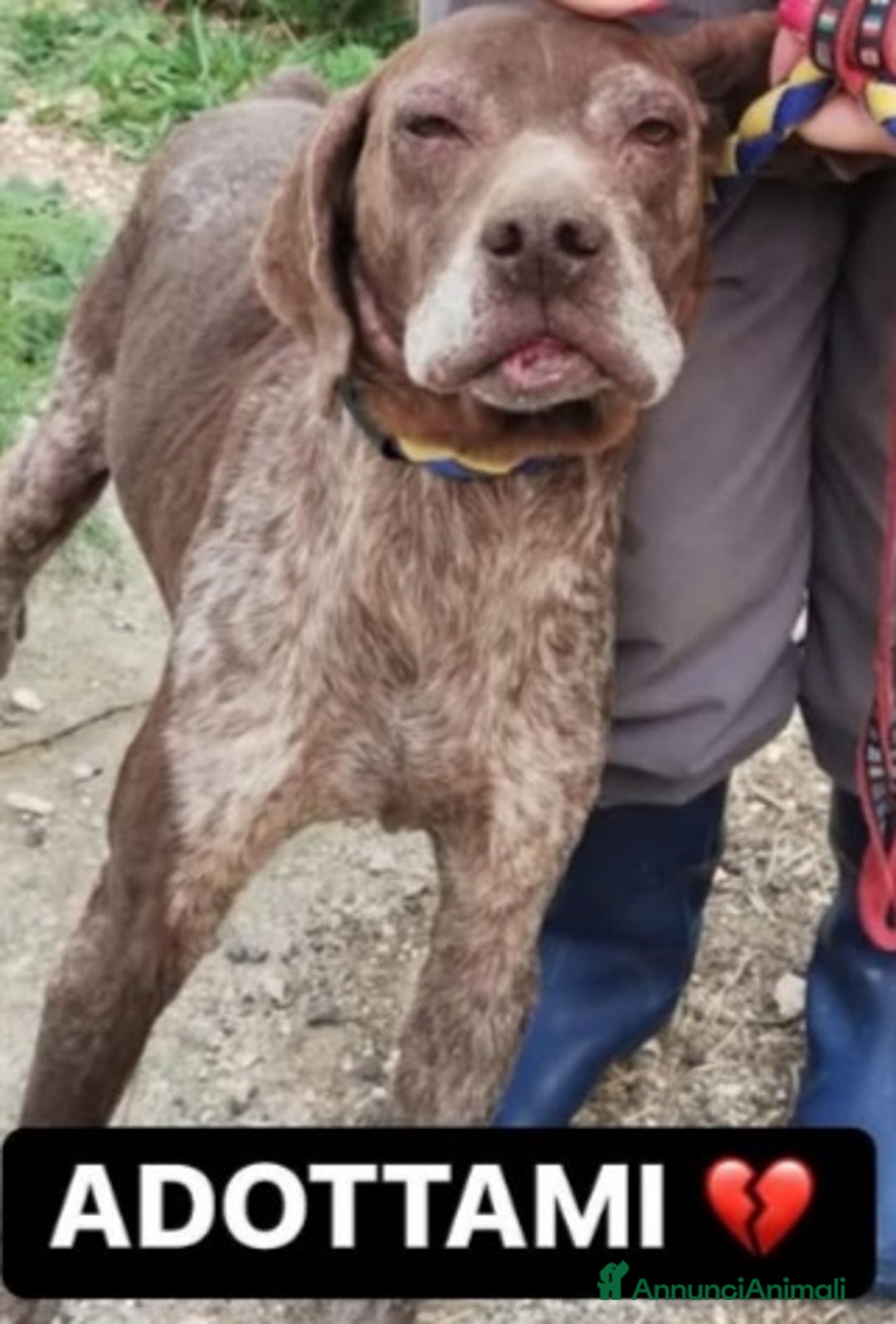 Drahthaar cani in regalo: Bracco anziano maltrattato mollato SOS X BALTO.SUD a Città metropolitana di Milano - Annuncio 1