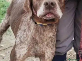 Drahthaar cani Bracco anziano maltrattato mollato SOS X BALTO.SUD a Città metropolitana di Milano - Annuncio 2