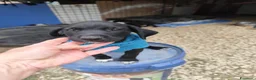 Meticcio cani in regalo: CUCCIOLI 2 mesi taglia media - Annuncio 18