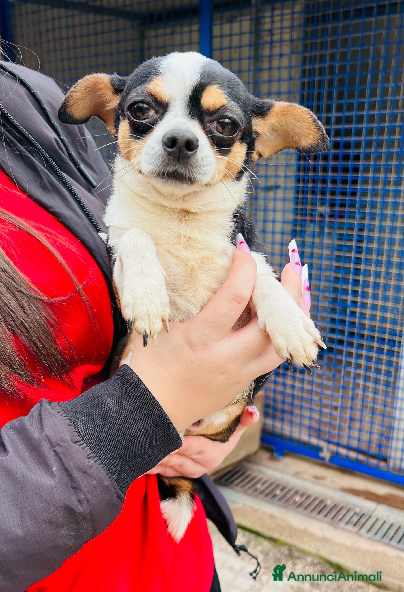 Chihuahua cani CHIHUAHUA mix - Annuncio 1