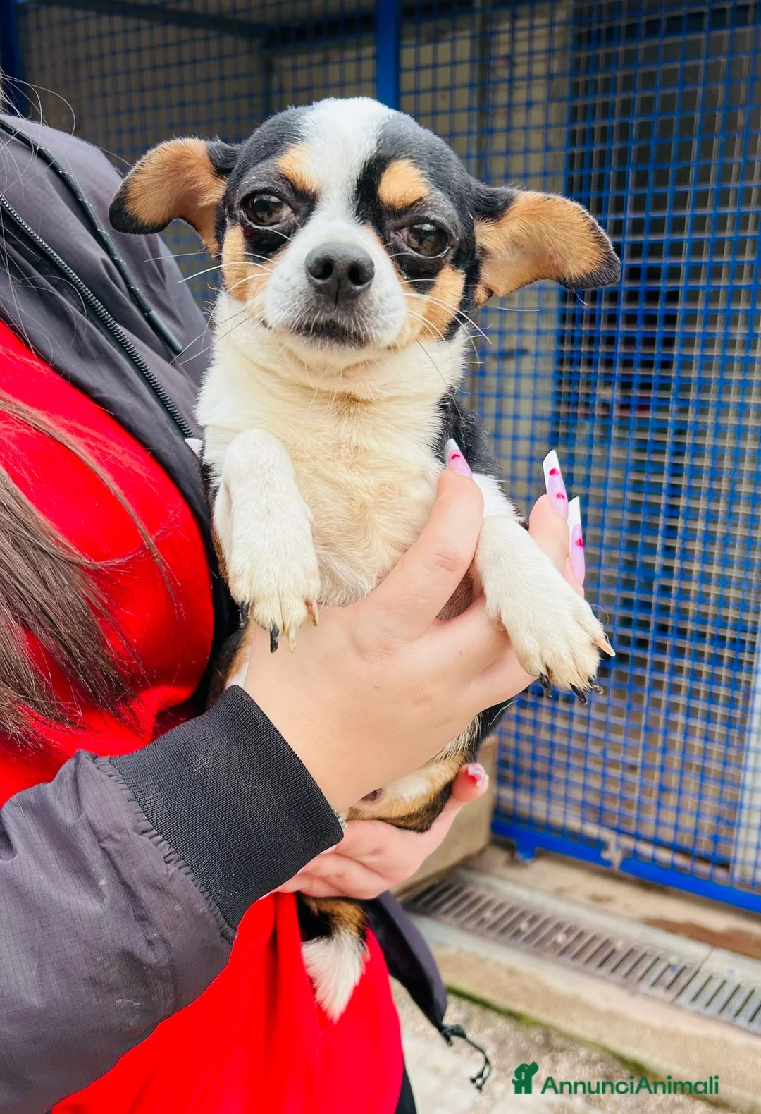 Chihuahua cani in regalo: CHIHUAHUA mix - Annuncio 1