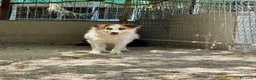 Meticcio cani in regalo: Sofia: amichevole e tranquilla, dolce con tutti  - Annuncio 16