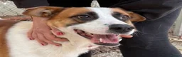 Meticcio cani in regalo: Miche: 2 anni, socievole e affettuoso  - Annuncio 1