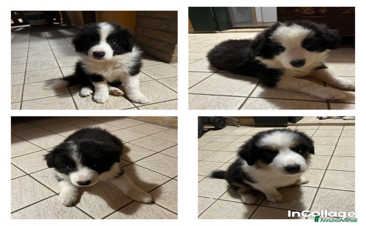 Border Collie cani a Città Metropolitana di Venezia - Annuncio 1