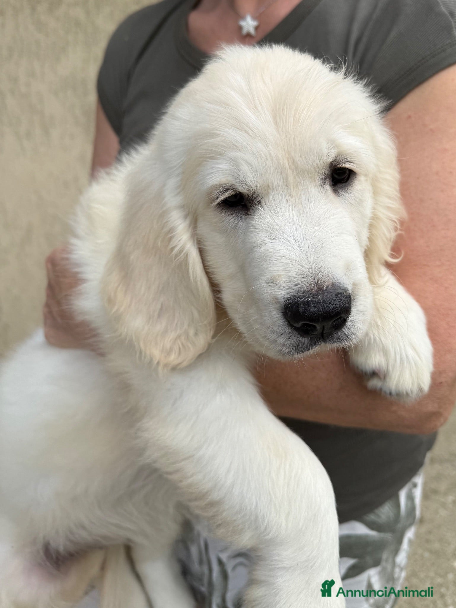 Golden Retriever cani Disponibili cuccioli maschi di Golden Retriever  - Annuncio 2