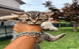 British gatti in vendita: British longhair  a Provincia di Lodi - Immagine 3