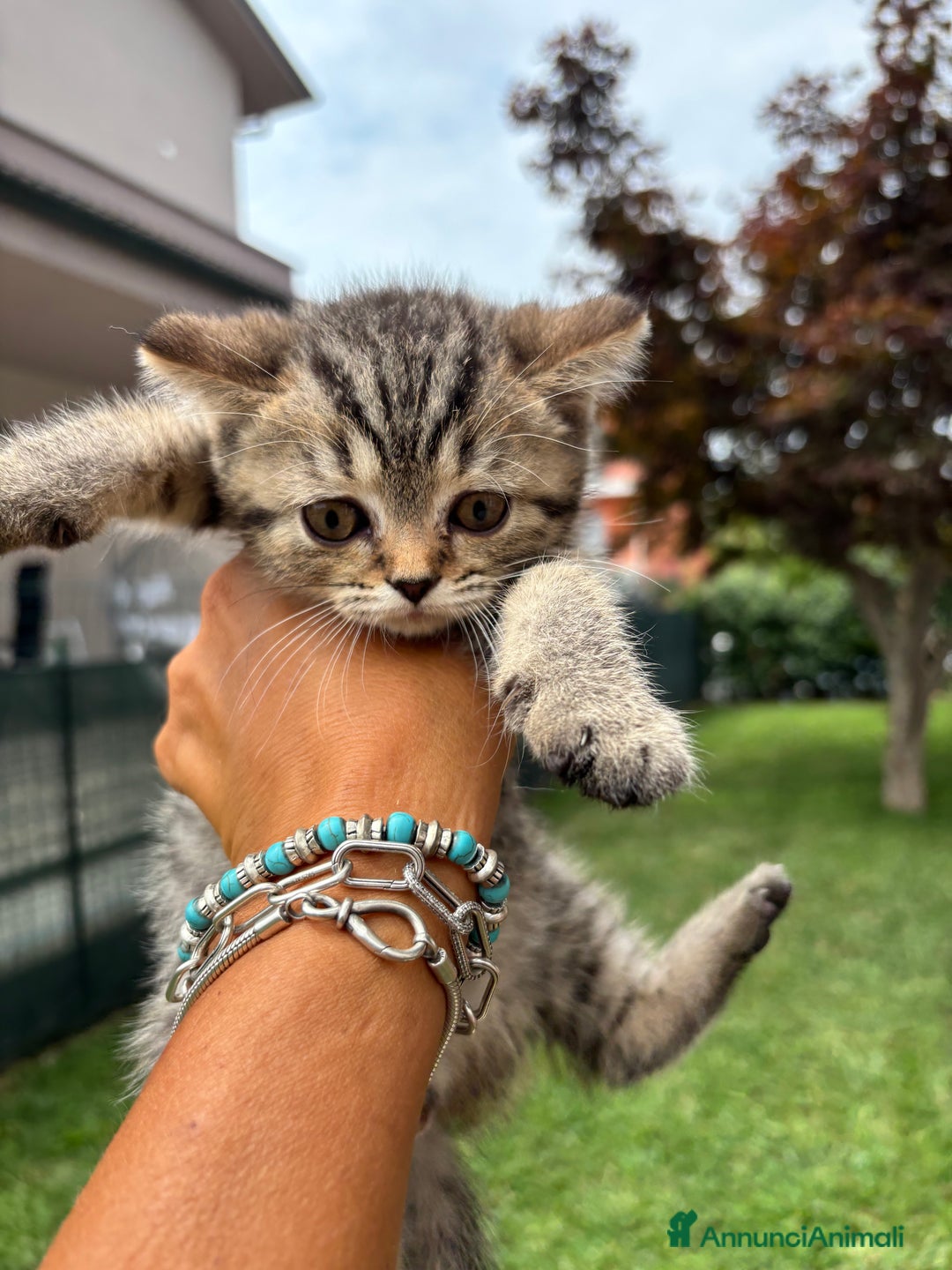 British gatti in vendita: British longhair  a Provincia di Lodi - Immagine 3
