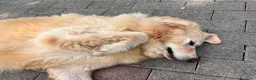 Meticcio cani in regalo: SALOMONE CERCA CASA - Annuncio 13