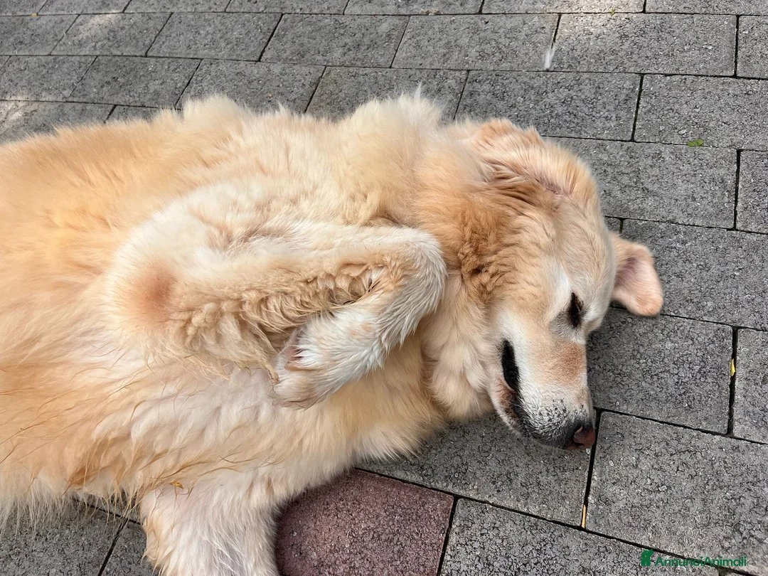 Meticcio cani in regalo: SALOMONE CERCA CASA - Annuncio 13