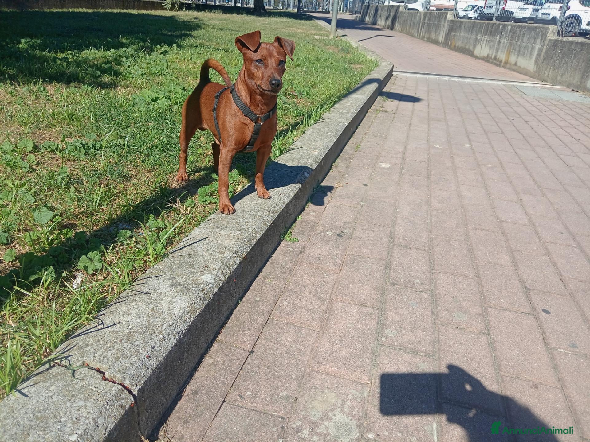 Pinscher Tedesco cani Cerco Pinscherina x accoppiamento  - Annuncio 27