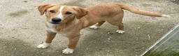 Meticcio cani in regalo: SIMPATICO CUCCIOLONE a Provincia di Cremona - Annuncio 1