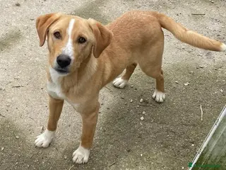 Meticcio cani SIMPATICO CUCCIOLONE - Annuncio 11