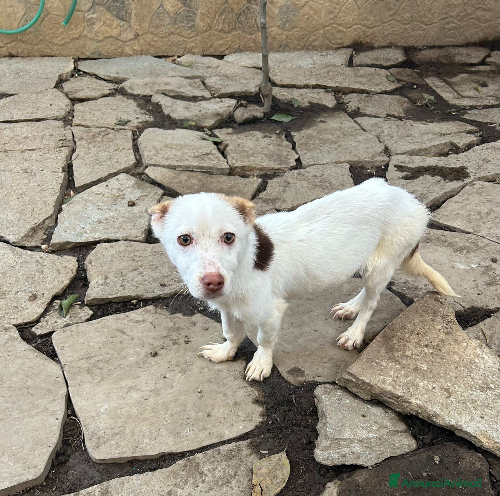 Meticcio cani CUCCIOLOTTO INVISIBILE - Annuncio 2
