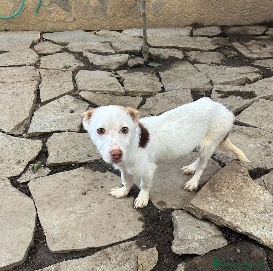 Meticcio cani in regalo: CUCCIOLOTTO INVISIBILE - Annuncio 1