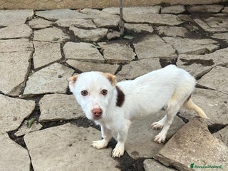 Meticcio cani CAGNOLINO INVISIBILE - Annuncio 1
