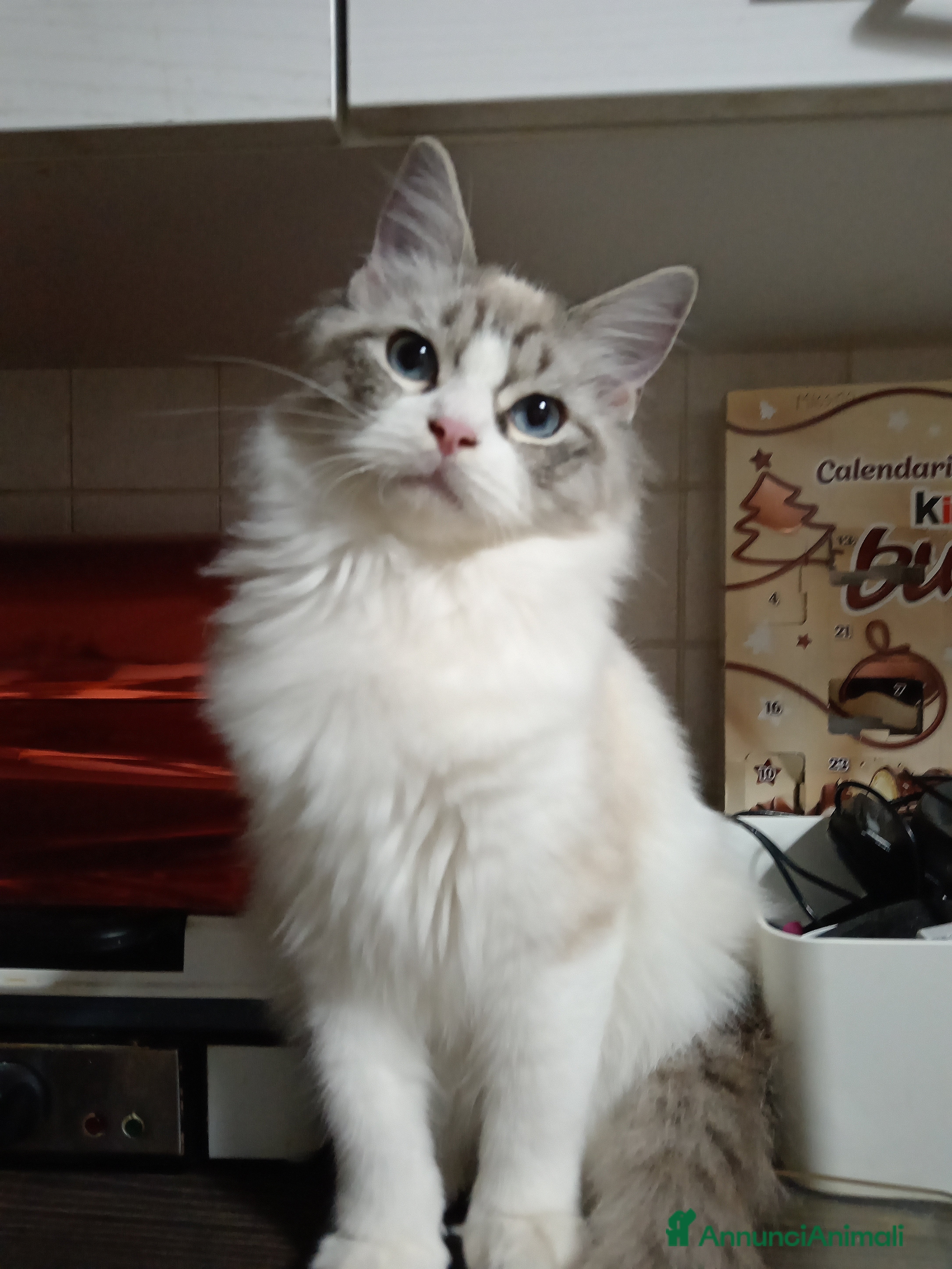 Ragdoll gatti Ragdoll Speciale con Pedigree  - Annuncio 2