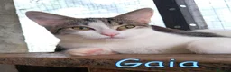 Europeo gatti in regalo: #GAIA E #GINO CERCANO CASA A ROMA! a Città metropolitana di Roma Capitale - Annuncio 3