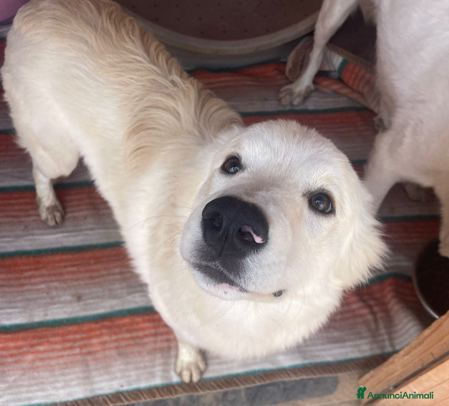 Meticcio cani IL TENERO AIKO - Annuncio 25