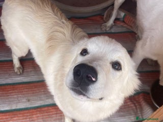 Meticcio cani IL TENERO AIKO - Annuncio 1