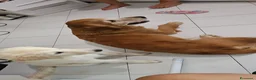 Meticcio cani in regalo: 5 cuccioli in regalo - Annuncio 2