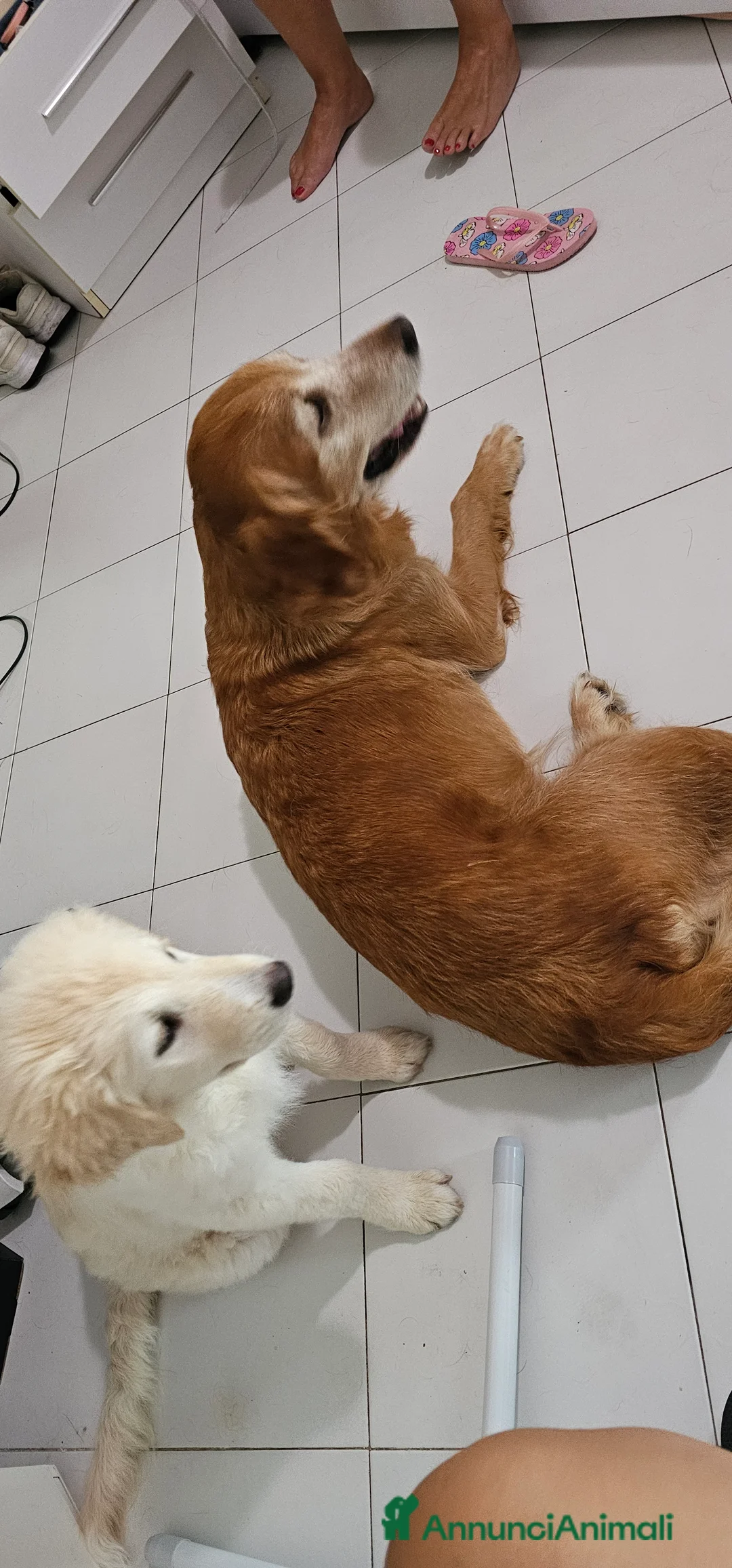 Meticcio cani in regalo: 5 cuccioli in regalo - Annuncio 2