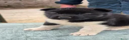 Akita Americano cani in vendita: Cuccioli Akita Americano  - Annuncio 17