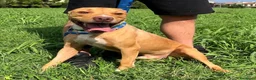 Pitbull cani in regalo: CLYDE CERCA CASA - Annuncio 7