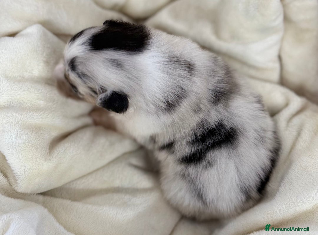 Australian Shepherd cani in vendita: Cuccioli Australian Shepherd / Pastore Australiano - Annuncio 2