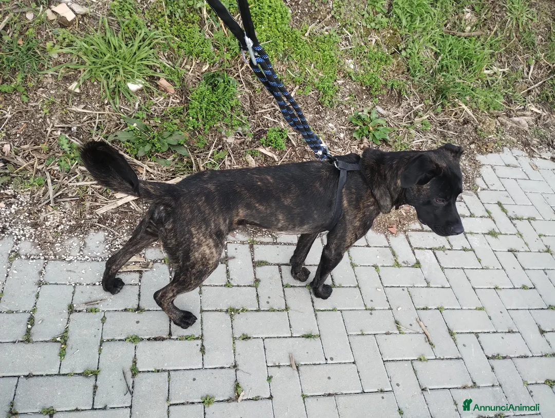 Meticcio cani in regalo: Cali, cucciolo di 14 mesi cerca casa  a Città metropolitana di Roma Capitale - Annuncio 2