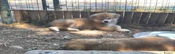 Akita Inu cani in vendita: CUCCIOLI DI AKITA COMO-MONZA E BRIANZA - Annuncio 1