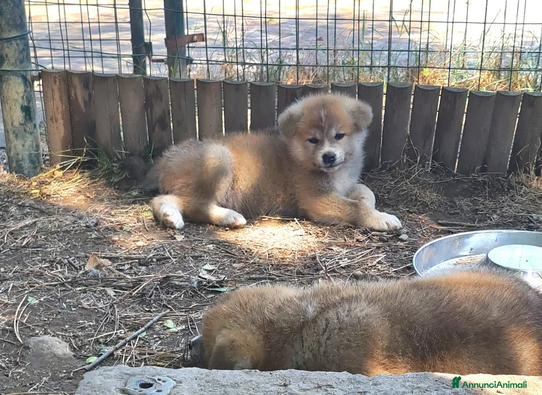 Akita Inu cani in vendita: CUCCIOLI DI AKITA COMO-MONZA E BRIANZA - Annuncio 1