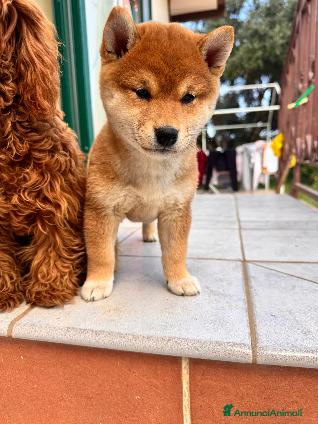 Shiba Inu cani in vendita: Shiba Inu Cucciola con pedigree  - Annuncio 2