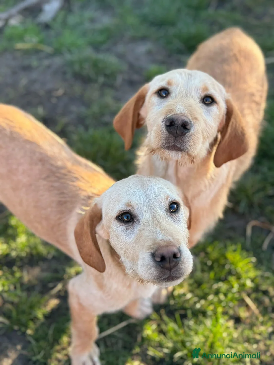 Labrador cani in regalo: KIRA e KALA, cucciolone mix LABRADOR! Dolcissime - Annuncio 2