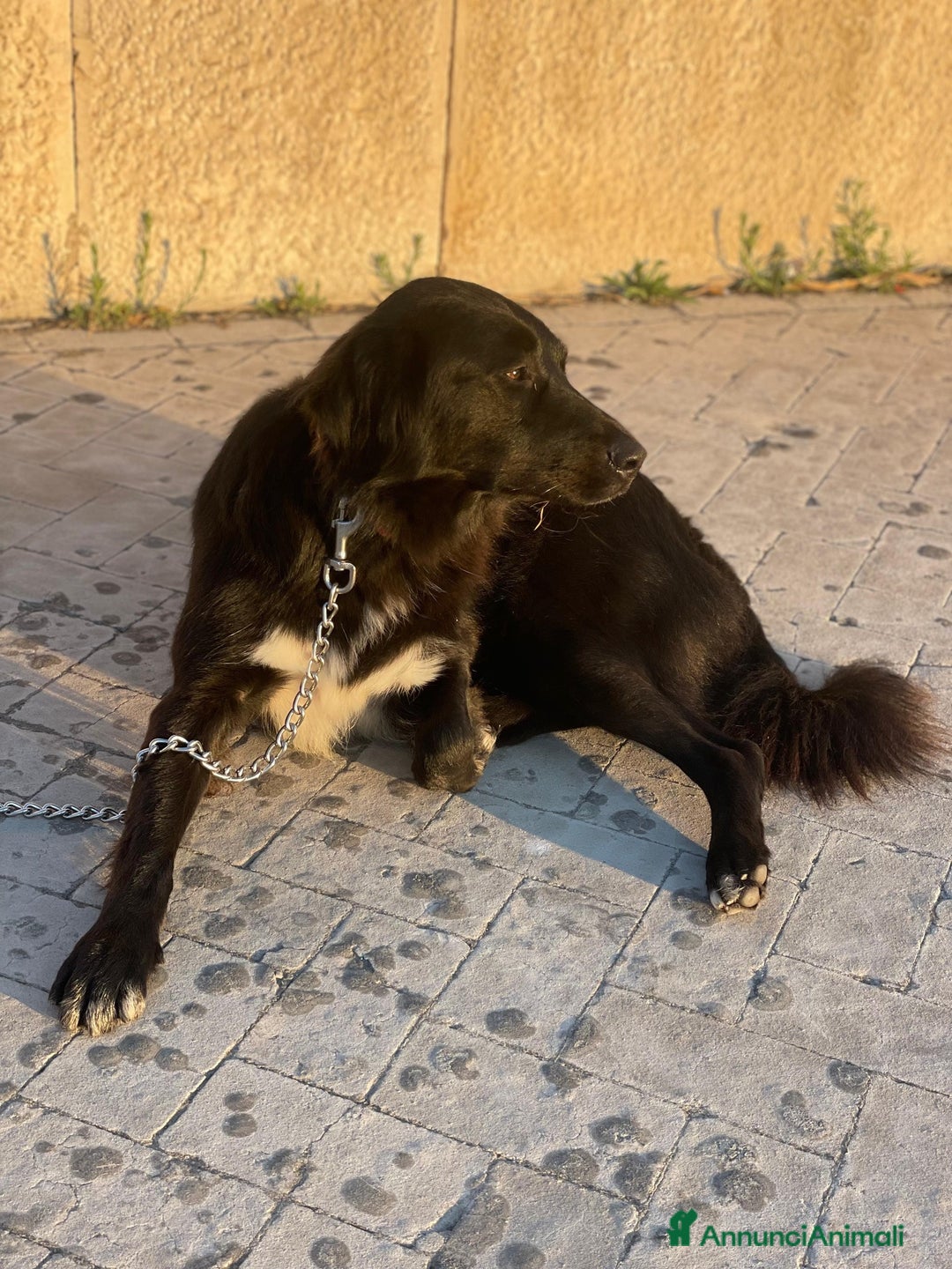 Meticcio cani in regalo: Diana dolcissima cagnolona - Annuncio 3