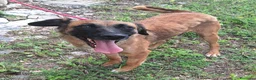 Meticcio cani in regalo: Maila 3 anni Taglia media contenuta  - Annuncio 7