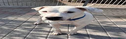 Dogo Argentino cani in regalo: LOLA DOGO ARGENTINO - Annuncio 4